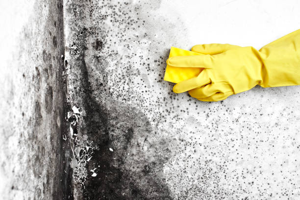 Best Water Damage & Mold Remediation  in Creighton, NE