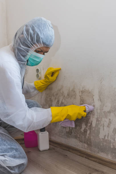 Best Environmental Consulting for Mold Prevention  in Creighton, NE