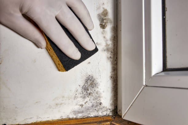 Best HVAC Mold Inspection and Cleaning  in Creighton, NE
